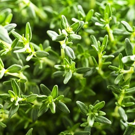 Natural active Thyme